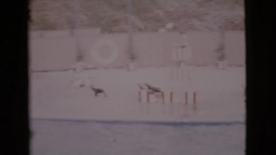 Faded 8mm frame from the San Diego County aquatic show with a seal sliding across the wet performance floor.