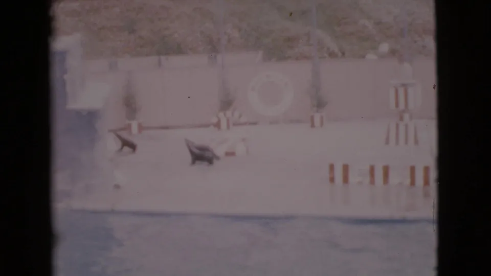 1968 San Diego County 8mm frame showing seals moving across the wet stage during an aquatic animal act.