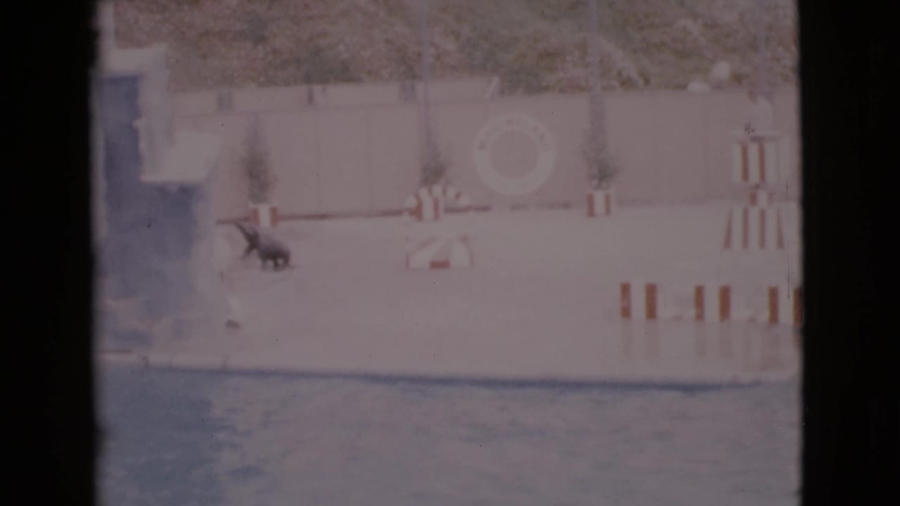 Seal on a concrete platform beside a pool, with striped barriers and a life preserver in the background.