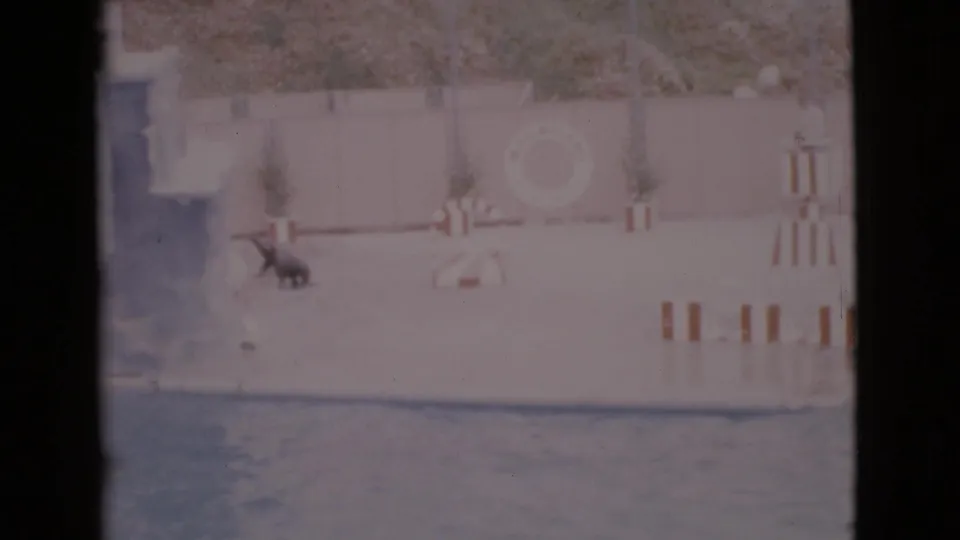 1968 San Diego County 8mm frame showing a seal moving across a marine exhibit platform beside pool water.