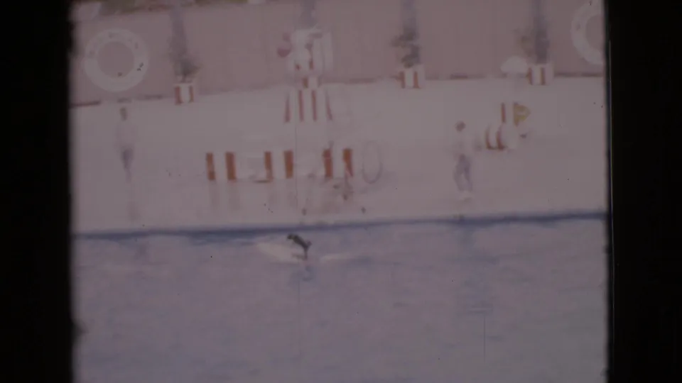 1968 San Diego County home-movie frame with the dog still on the surfboard, pool water below, and small poolside figures and furniture in the background.