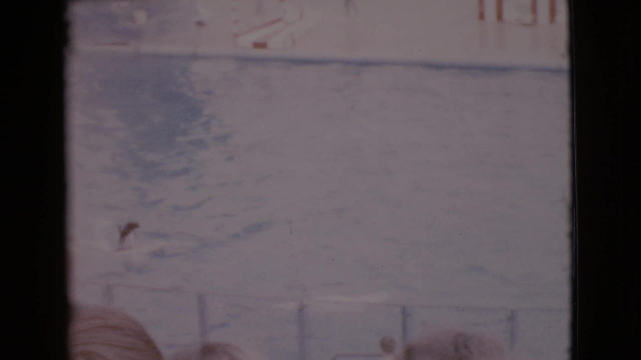 Dog riding a board across a large pool with spectators in the foreground.