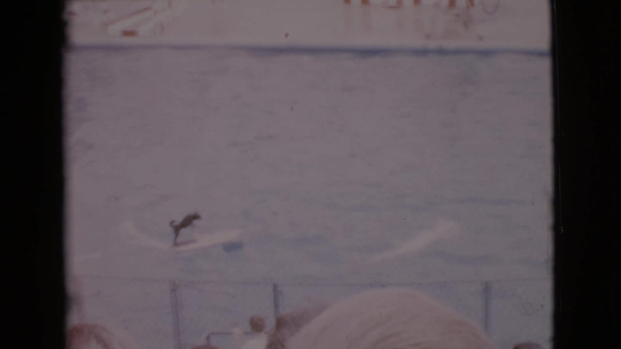 Dog balances on a board in a pool near striped barriers and spectators.