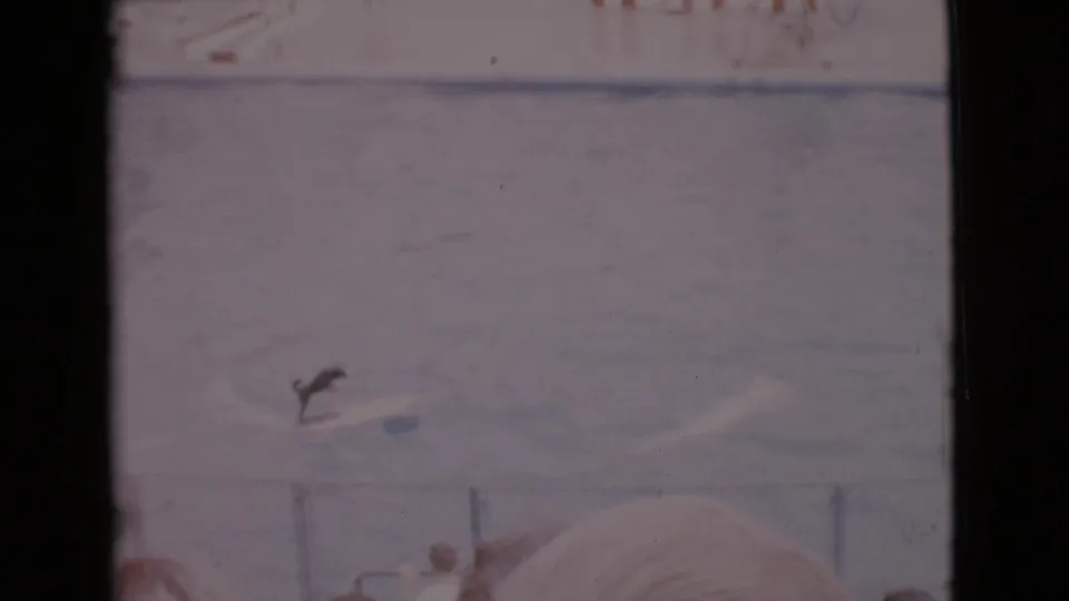 Dog appears to surf across a large pool in 1968 San Diego County home-movie footage, with barriers and onlookers visible.