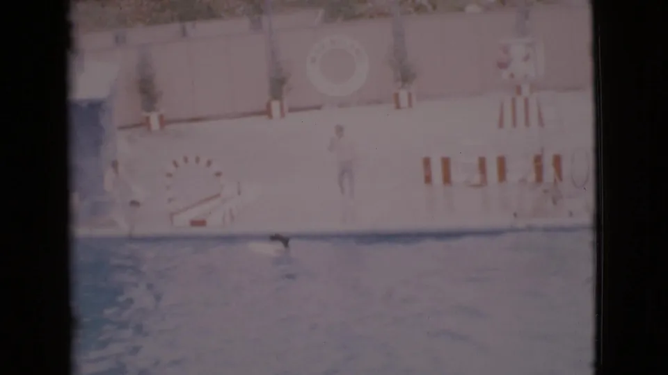 1968 San Diego County pool-performance frame with the dog in the water below deck props, a ramp, hoop, barriers, and a standing person.