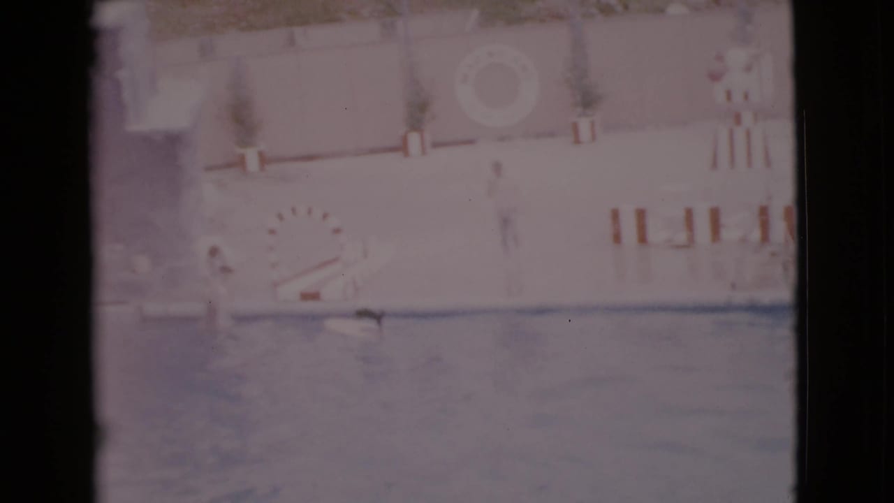Dolphin show pool with a striped hoop, wall life preserver, and trainer near the deck.