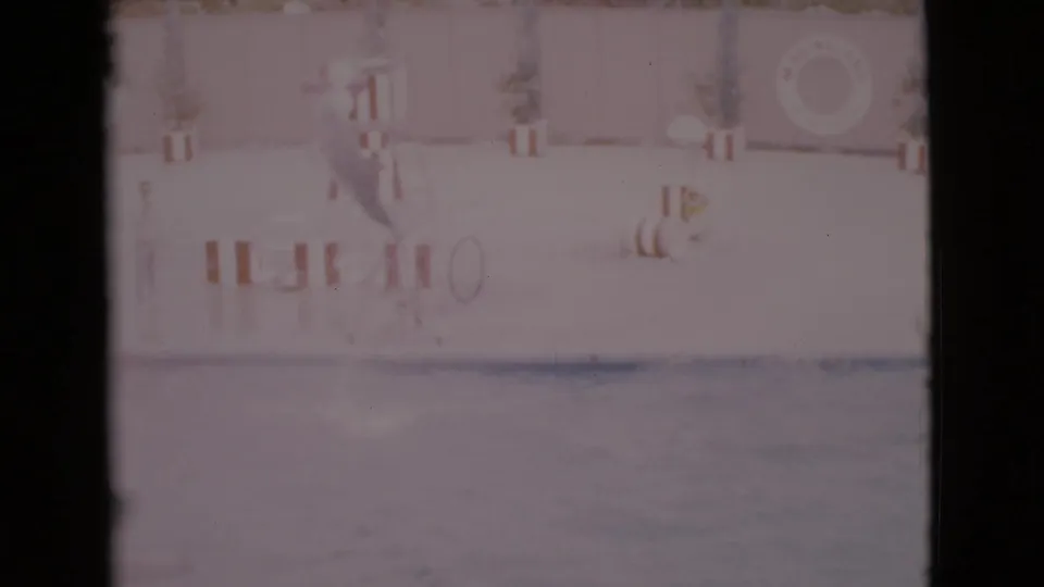 A dolphin reaches the top of a jump over a pool at a San Diego County aquatic park in 1968 home-movie footage.
