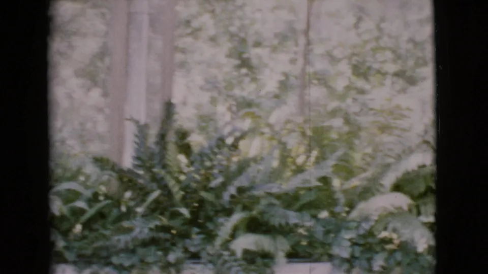 Ferns, tree trunks, and soft garden greenery dominate this 1968 San Diego County home-movie frame.