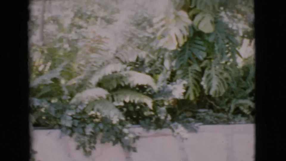 A close view of lush ferns and broad leaves in the garden, recorded on 8mm in San Diego County in 1968.