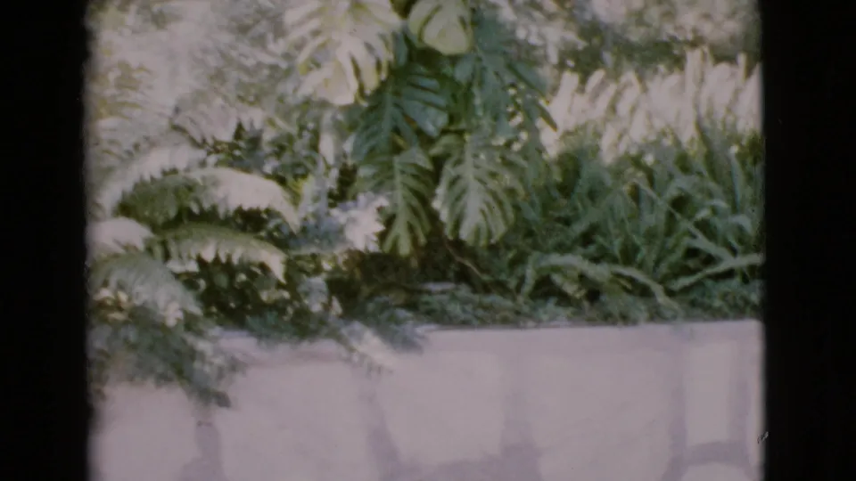 1968 San Diego County 8mm frame showing empty wooden church pews, a pale stone wall, and leafy indoor plants.