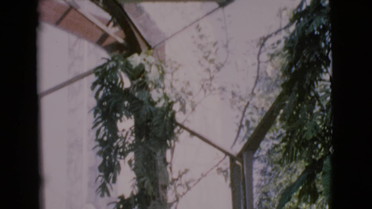 Tall sunlit church wall with vines and plants beside a vertical dark frame edge.