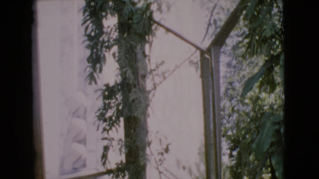 Upper church wall and leafy branches seen through a dark vertical frame divider.