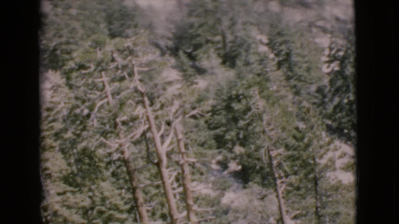 Aerial view over dense treetops with pale bare branches and dark film borders.