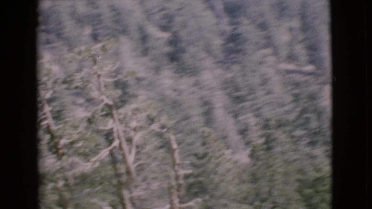 Aerial home-movie frame over San Diego County forest, showing blurred treetops, pale bare branches, and a hazy upper background.