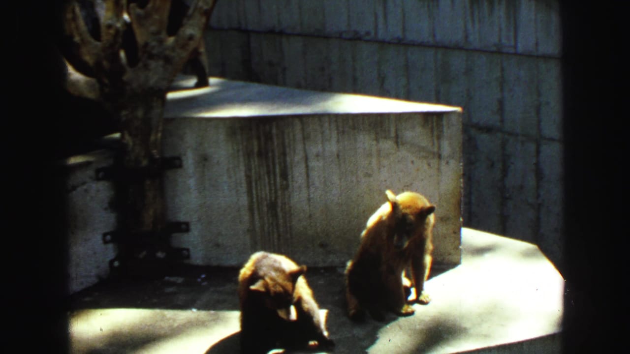 Two brown bears in a sunlit concrete zoo enclosure.