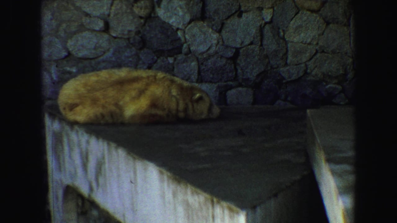 Bear resting on a concrete ledge beside a stone wall.