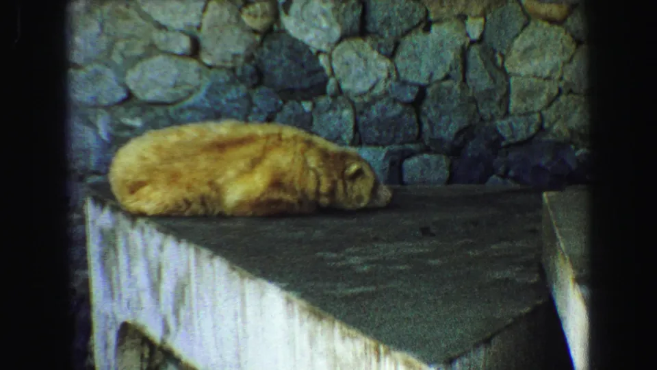 A bear sleeps on a concrete ledge below a stone wall, with strong sunlight and shadow in the 1968 Vancouver zoo footage.