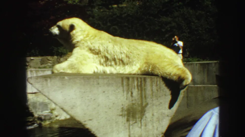 A polar bear lounges on a concrete platform in a Vancouver zoo enclosure, with a visitor visible in the background, filmed in 1968.
