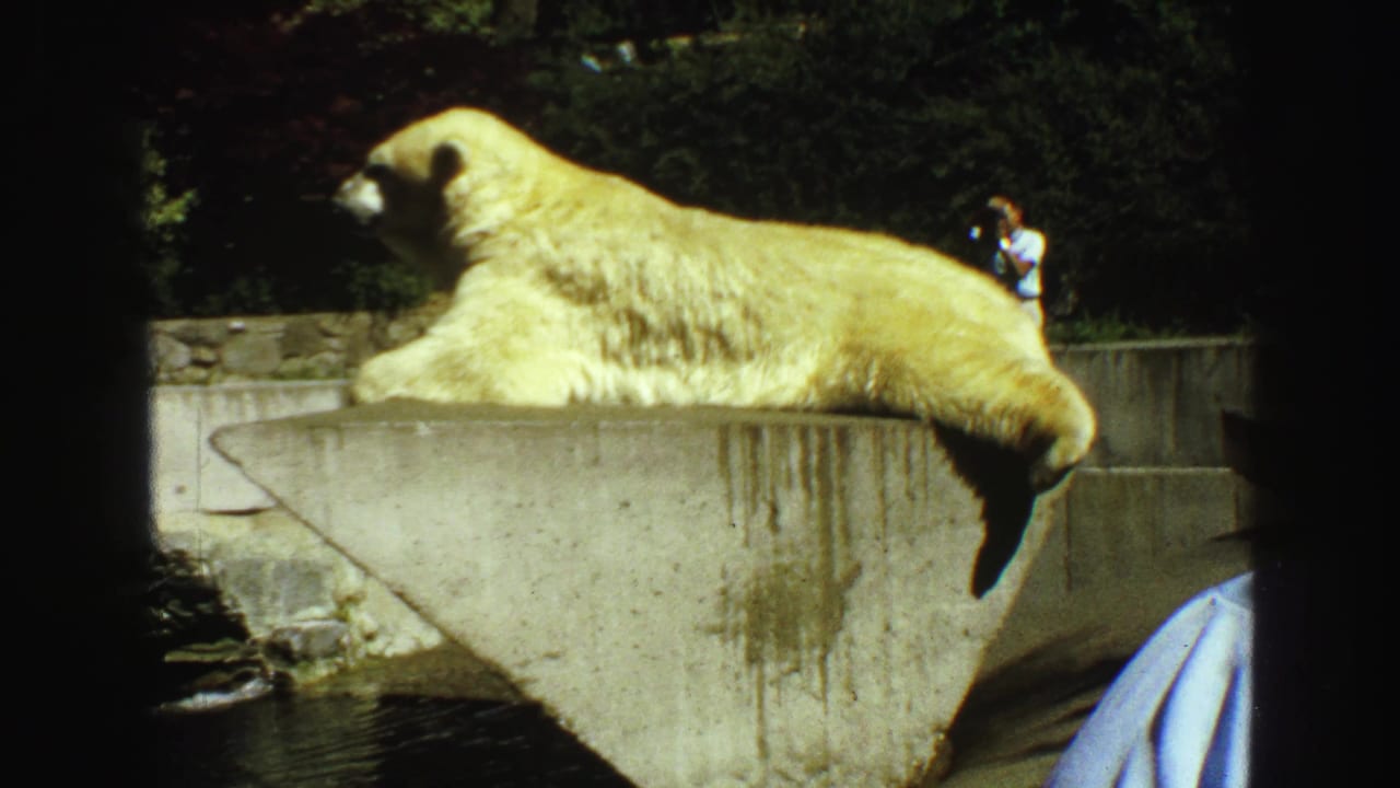 A polar bear rests on its stomach on a concrete zoo platform in Vancouver, with visitors visible behind the enclosure.