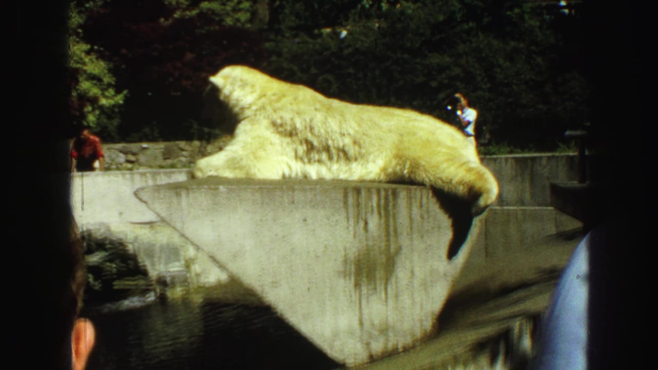 The polar bear remains stretched across the concrete enclosure platform as zoo visitors stand behind it in the 1968 Vancouver footage.