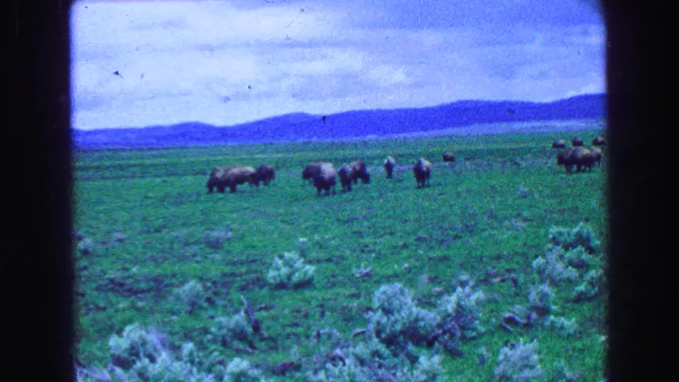 A 1968 8mm frame shows bison scattered across a green field, with distant hills and cloudy sky in the Vancouver-area travel footage.