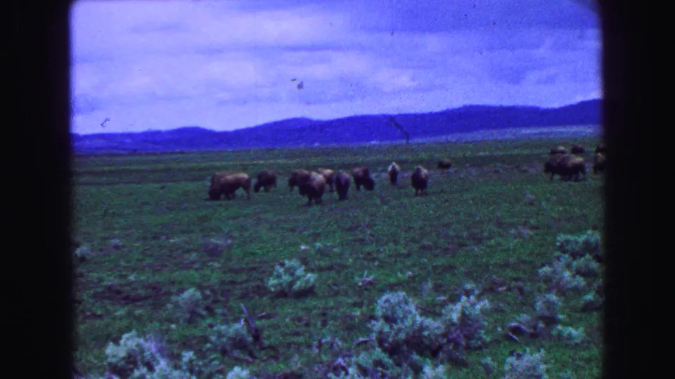 The final 8mm frame holds on bison in open grassland, with distant hills and a cloudy sky in British Columbia travel footage.