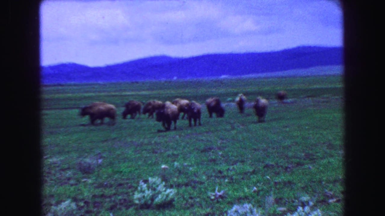 Bison grazing across a green open plain with low blue hills in the distance.