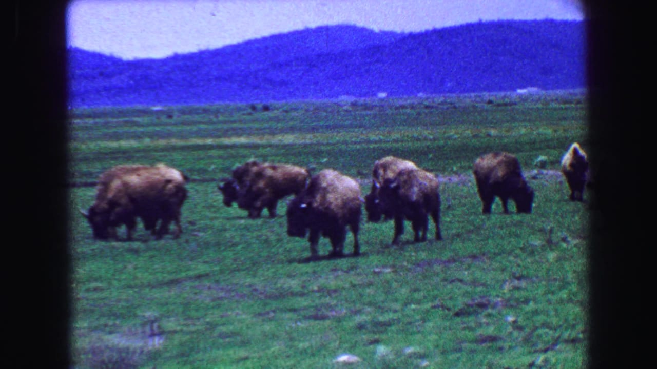 Several bison stand and graze in a green field with mountains behind them.
