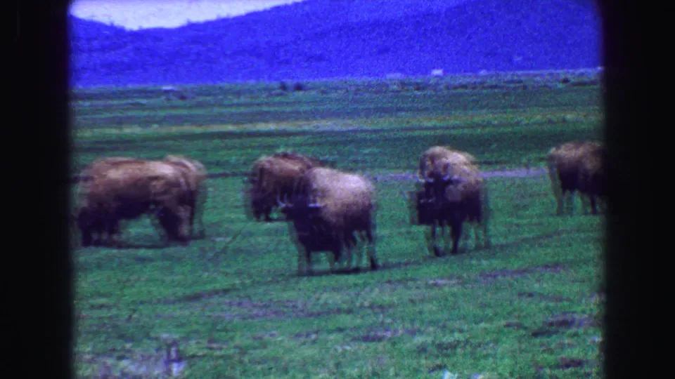 Closer 1968 8mm frame of bison grazing on green grassland, with soft focus and a blue hillside in the background.