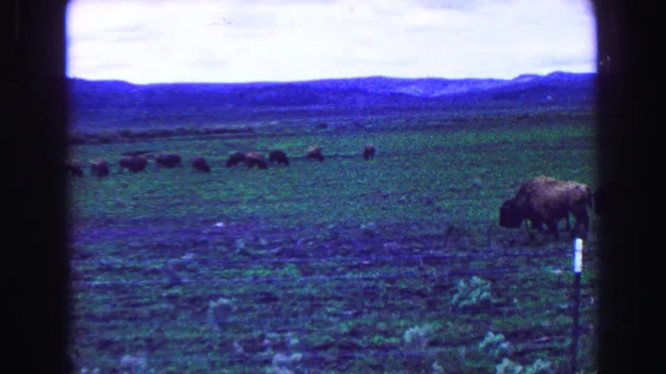 Wide 8mm home-movie view of bison dispersed across open grassland near Vancouver, with one animal close to a small post or marker.