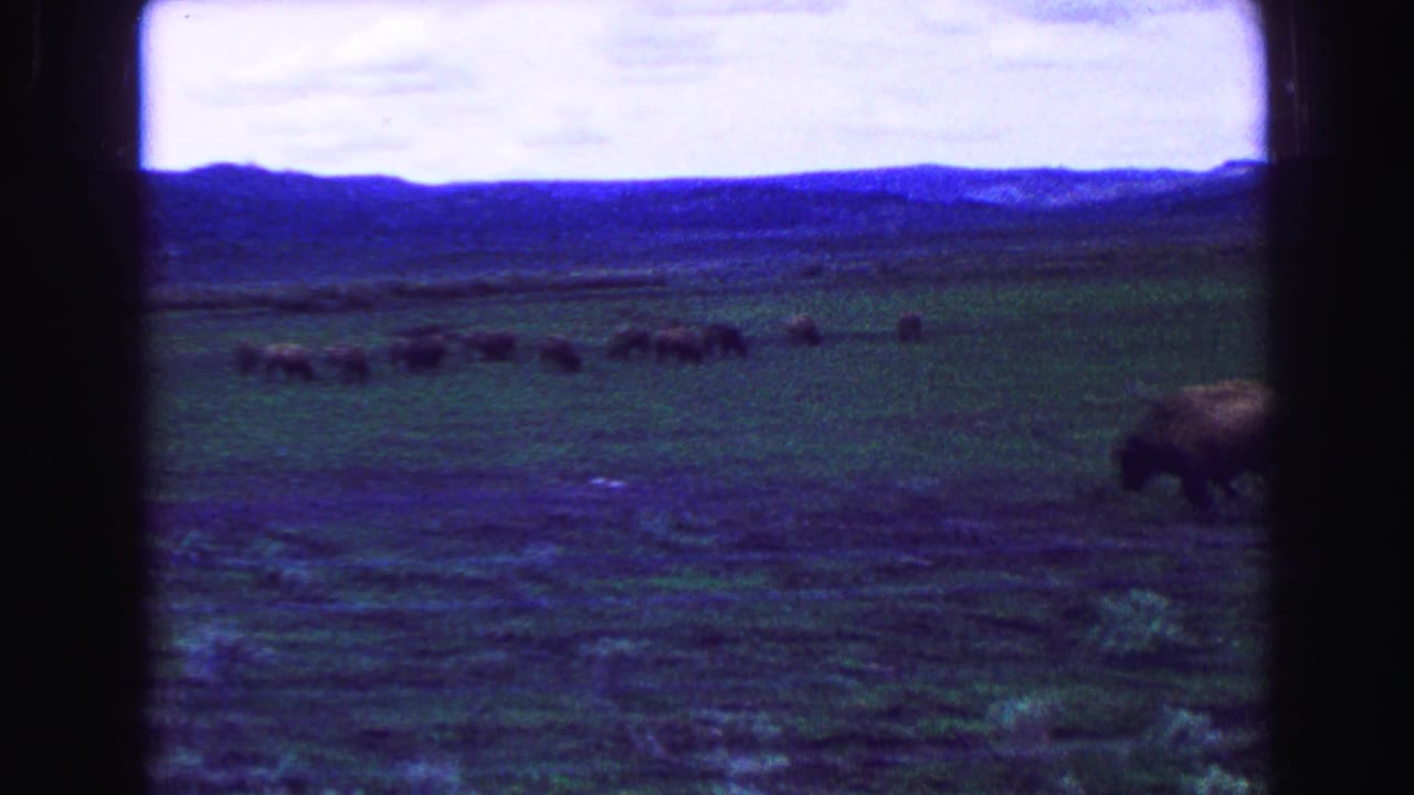 Bison herd grazing across a wide grassy plain with distant mountains and dark film-frame edges.
