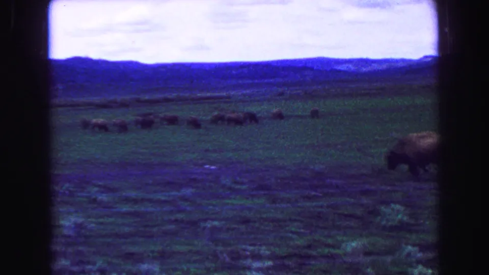 1968 8mm home-movie frame of bison grazing on open grassland near the stated Vancouver, British Columbia location, with mountains in the distance.