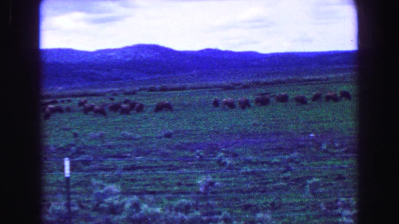 Wide view of bison scattered across green pasture with a roadside post in the foreground.