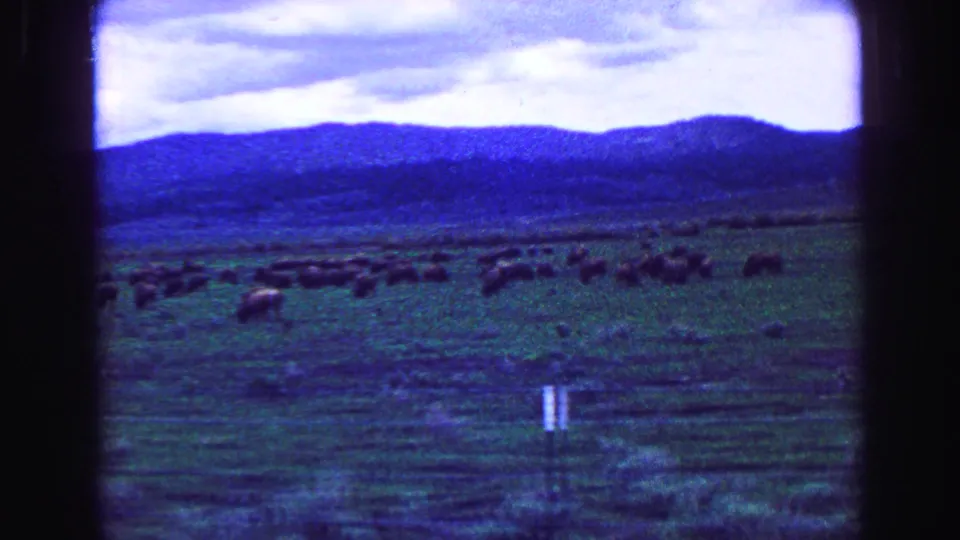 A wider 1968 8mm view shows many bison feeding across open grassland, framed by distant mountains and dark film edges.