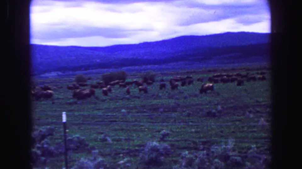 Final 1968 8mm frame of bison grazing across a grassy plain, with low brush, roadside posts, and mountains in the background.