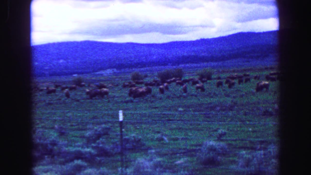 Grazing herd in a broad field with hills and clouds in the distance.