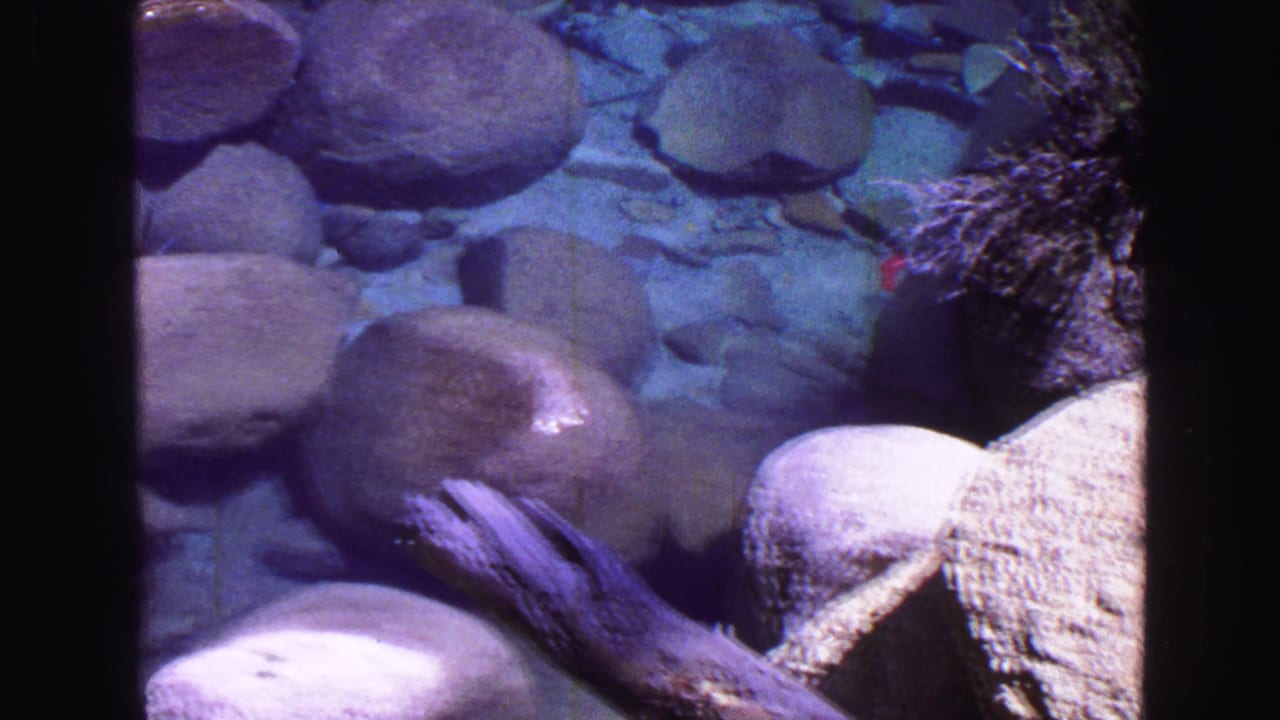 Shallow clear water, rounded rocks, driftwood, and shoreline shrubs.