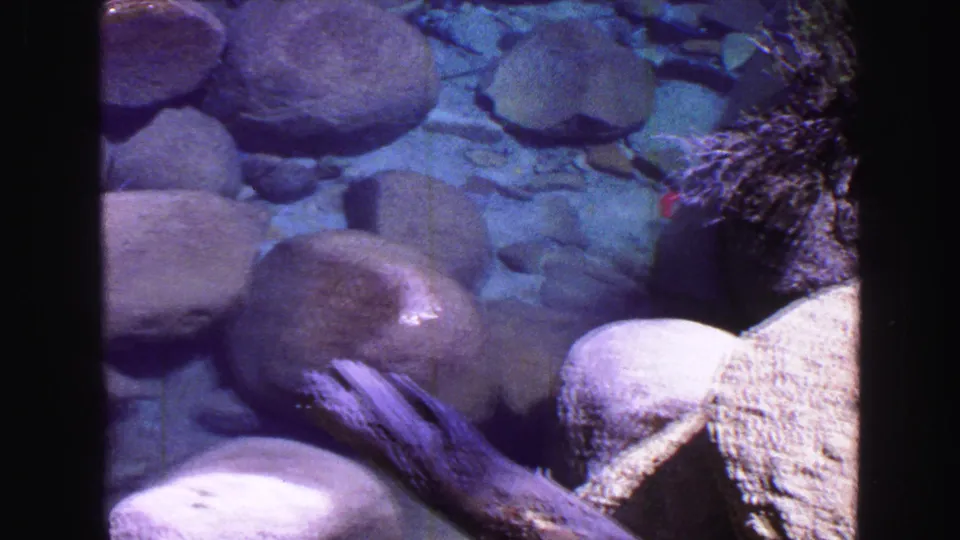 Clear mountain water runs over rounded stones beside driftwood and shrubs in this 1968 Vancouver-area home-movie frame.