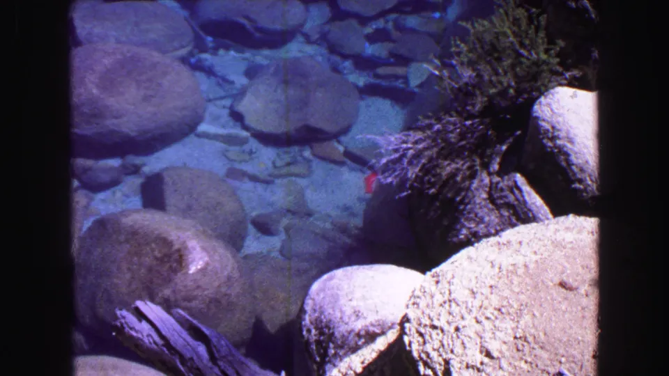 8mm frame showing clear water over smooth rocks, with driftwood and shoreline vegetation at the edge of the composition.
