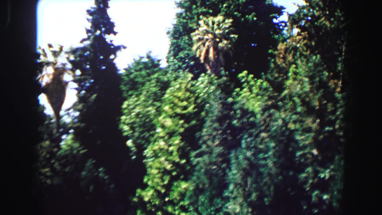 Tall evergreens, palm-like trees, and dense green foliage under a bright sky in a Vancouver park.