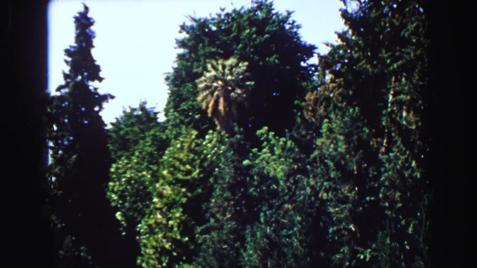 1968 Vancouver park foliage with tall evergreens, palm-like trees, and thick green plantings in strong sun.