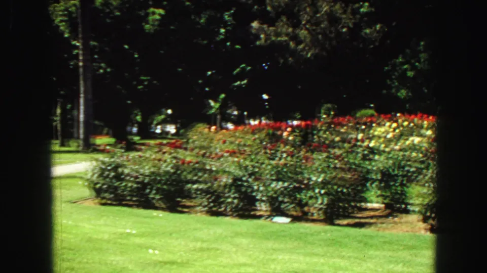 1968 Vancouver park footage turns toward a rose bed with red and pale blooms, lawn, trees, and lampposts behind it.
