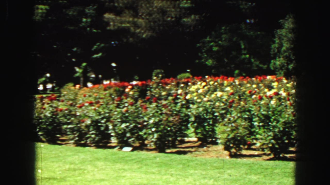 Rows of red and yellow roses behind a bright lawn, framed by dark vertical film edges.