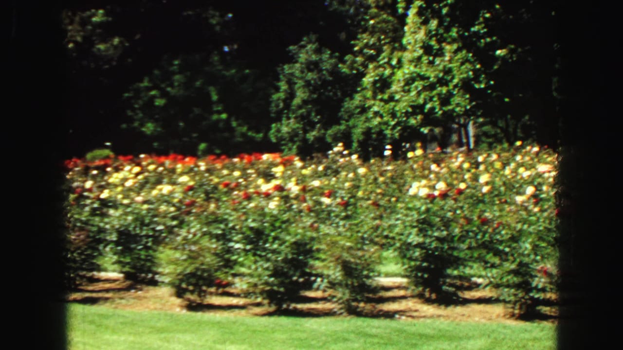 Rose beds and trees in bright sun with a dark vertical strip near the center.