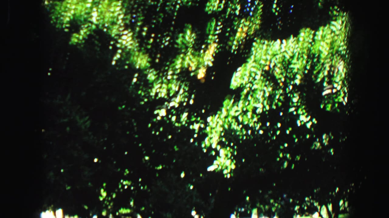 Tree leaves in bright dappled sunlight with dark shadowed edges.