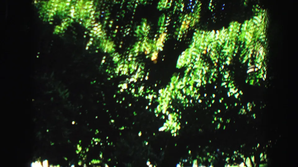 1968 Vancouver home-movie frame showing sunlit green tree leaves against deep shadow near the edge of a yard view.