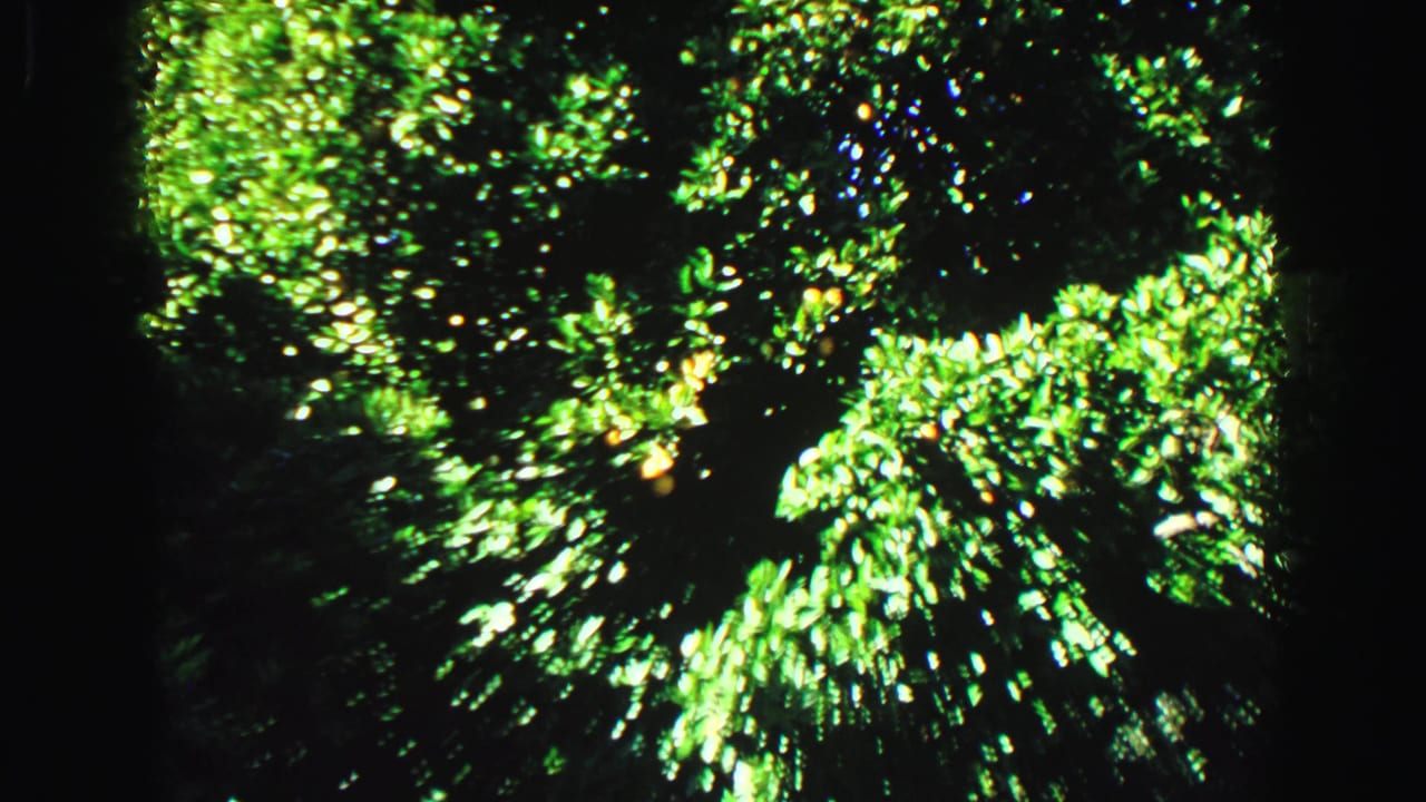 Bright leafy branches filling the upper frame with dark vertical shadow.