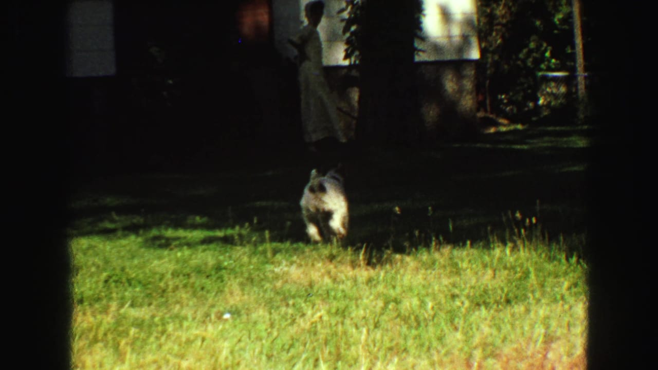 1968 backyard frame showing a small white dog on grass, with a woman near a shaded house exterior behind it.