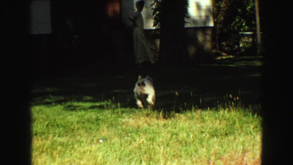 1968 backyard frame showing a small white dog on grass, with a woman near a shaded house exterior behind it.