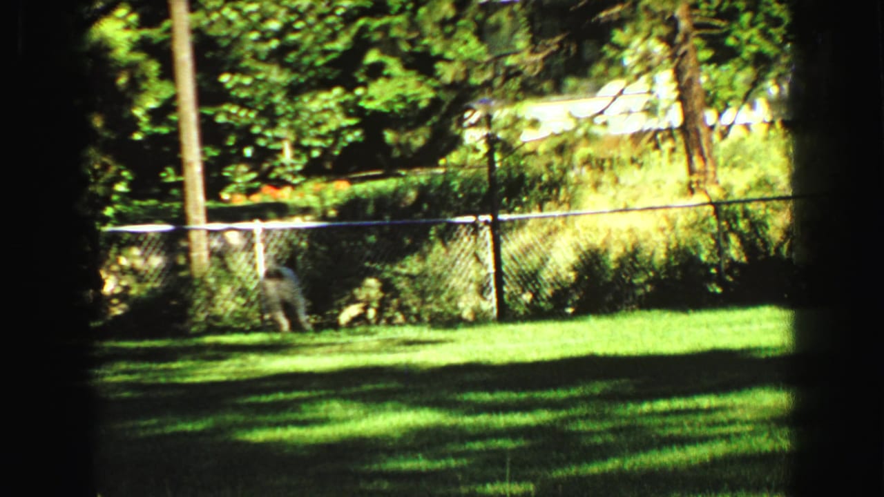 1968 Vancouver home-movie frame showing the small dog near a chain-link fence, with trees and a station wagon in the background.